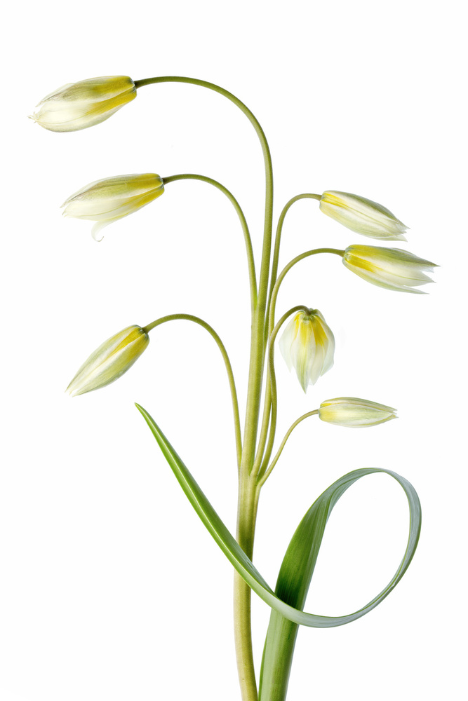 ~Tulipa Tarda~ von Mandy Disher