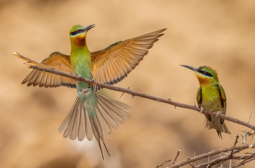 bee eaters landing von Manish Nagpal