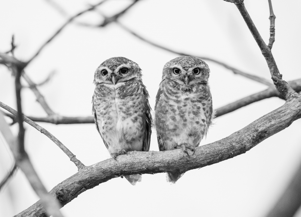 A tale of two owlets von Manish Nagpal