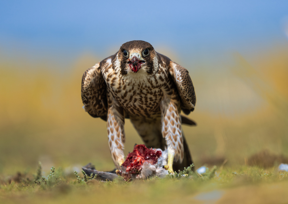 falcon posing head on with a kill von Manish Nagpal