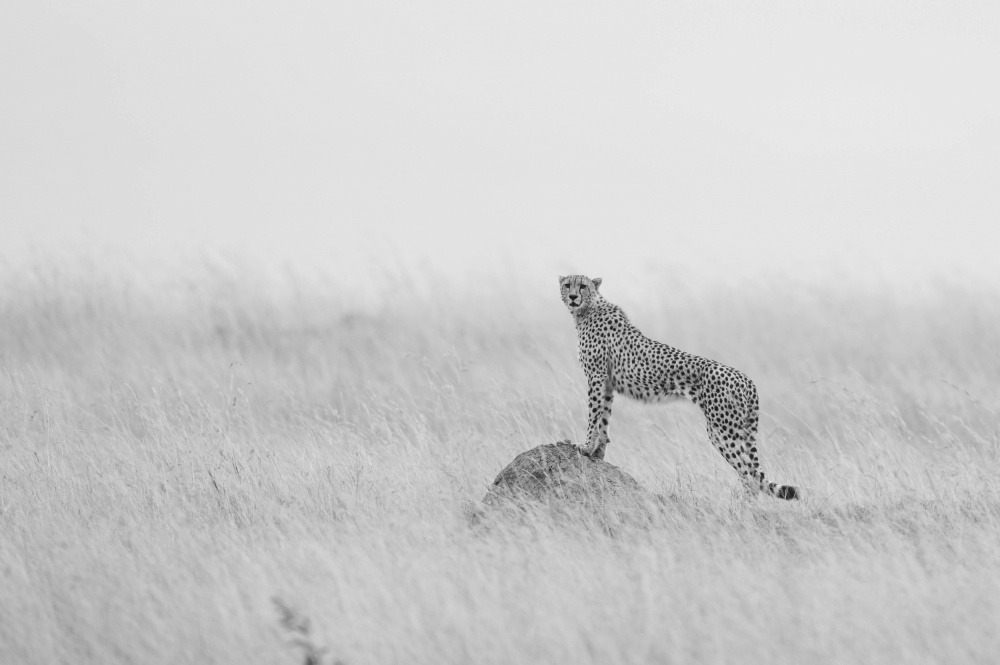 Cheetah Manning its territory von Manish Nagpal