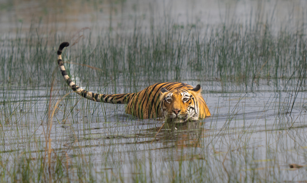 anyone game for a swim von Manish Nagpal