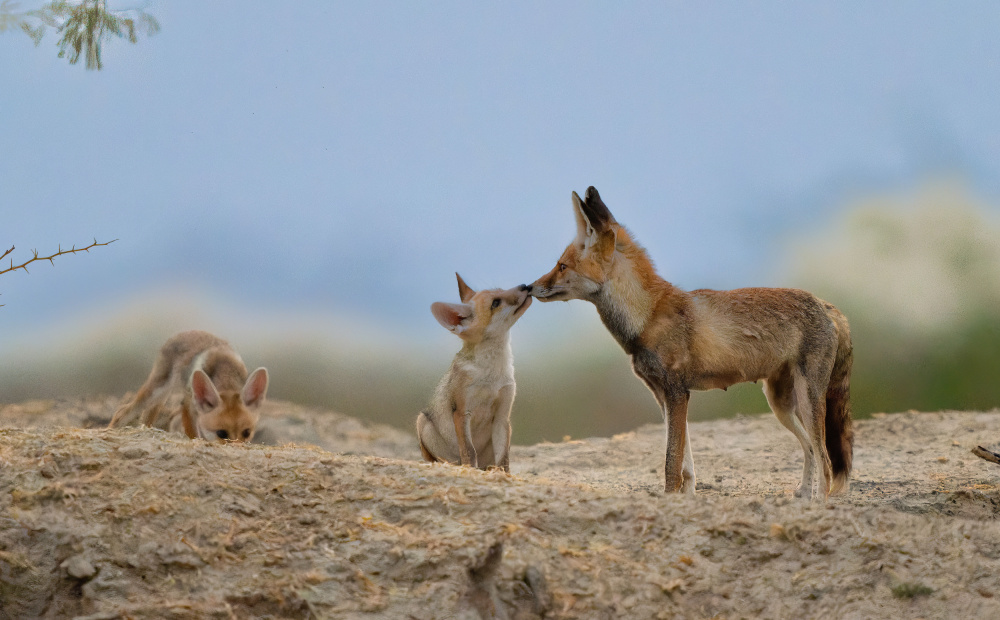 mommy deserves a kiss von Manish Nagpal