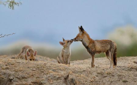 mommy deserves a kiss