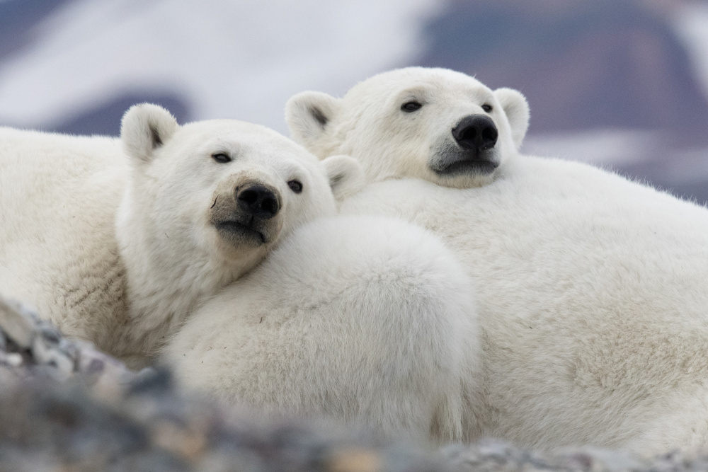 Polar cuddle von Manish Nagpal