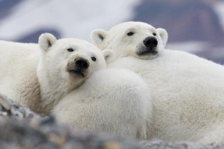 Polar cuddle