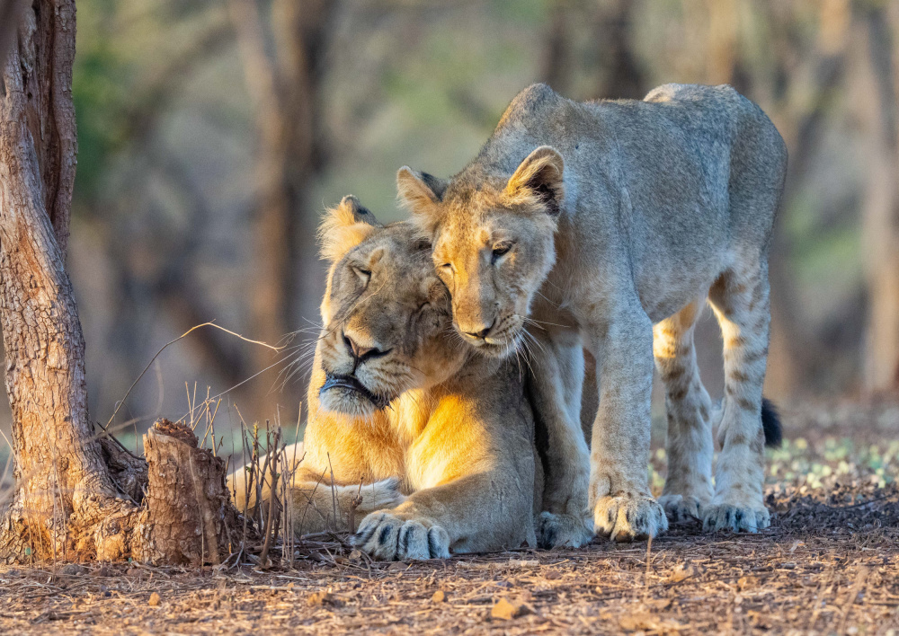 Cuddle time von Manish Nagpal