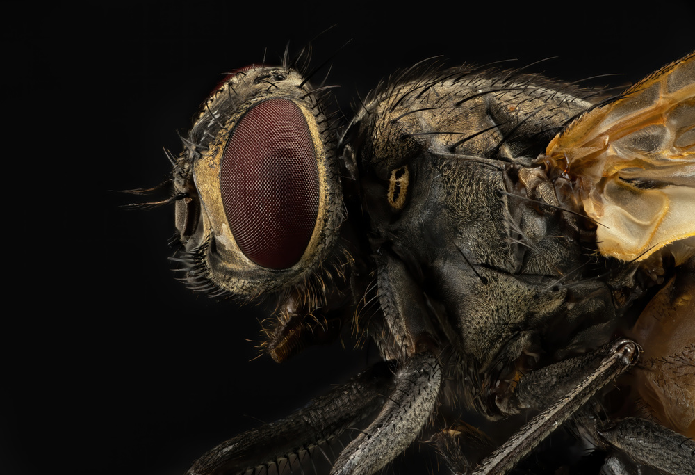 Musca domestica (housefly) von Manuel Bratti