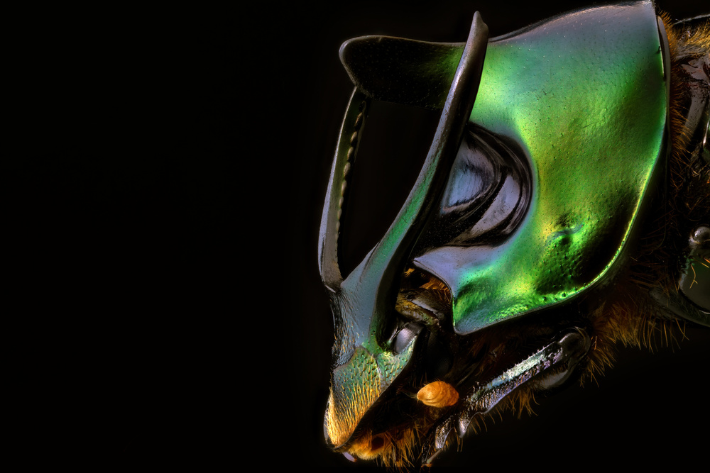 Onthophagus mouhouti von Manuel Bratti