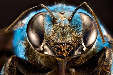 Xelocopa caerulea