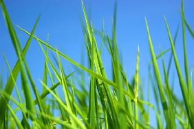 Gras