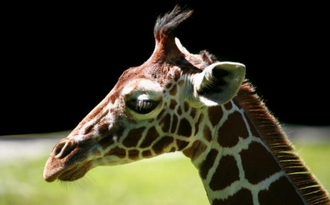 Giraffe von Manuela Fink