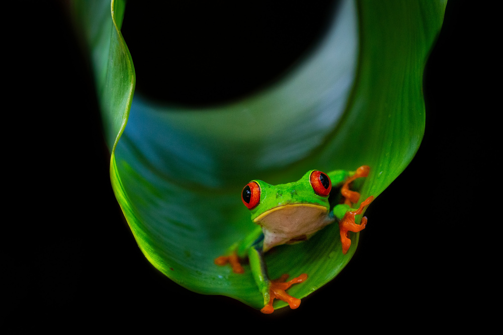 Frog on a leaf von Marc Meijlaers