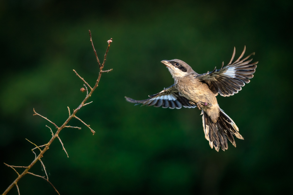 Open wings von Marc Meijlaers