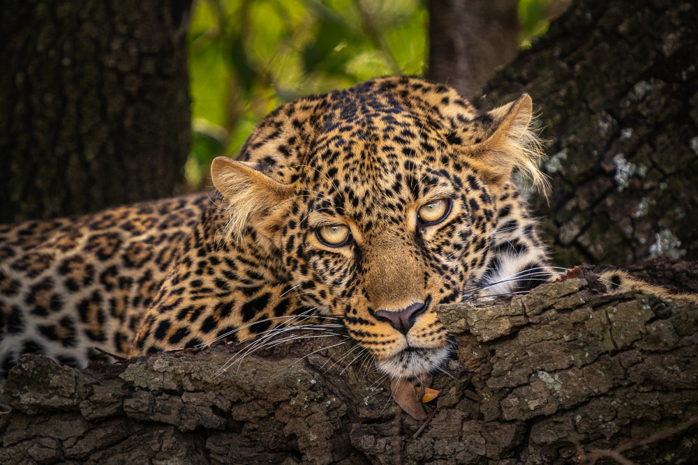 Look into my eyes von Marc Meijlaers