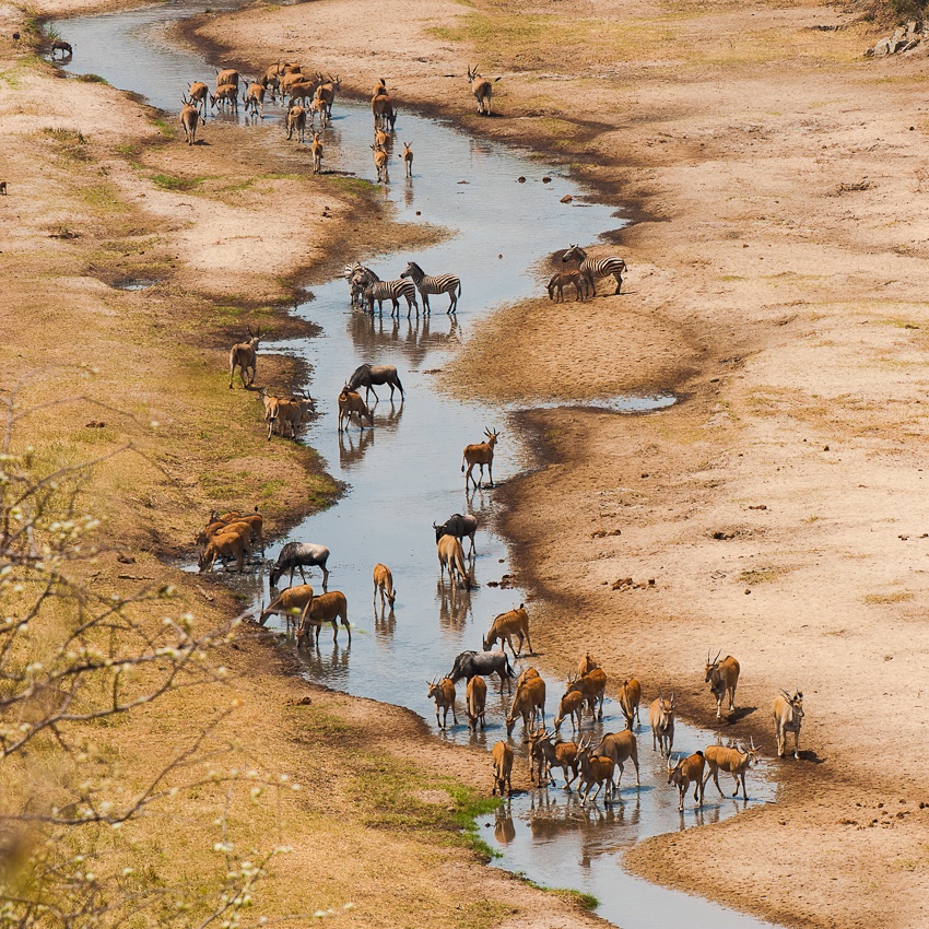 The Tarangire river von Marc Pelissier