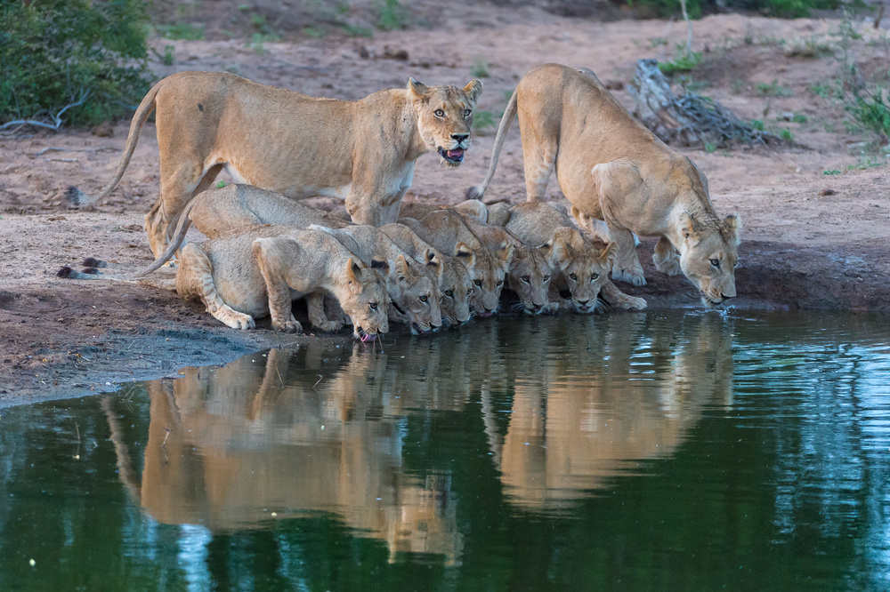 The family von Marc Pelissier