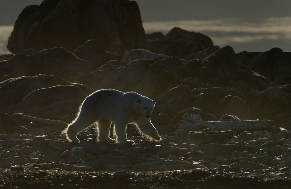 Golden bear von Marc Pelissier