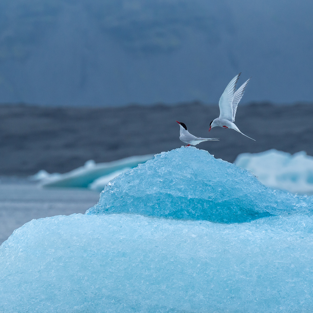 Dancing on ice von Marc Pelissier