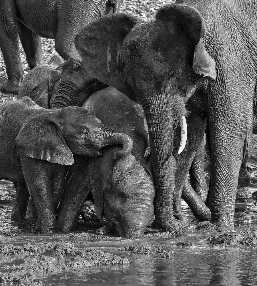 Mud bath time von Marc Pelissier