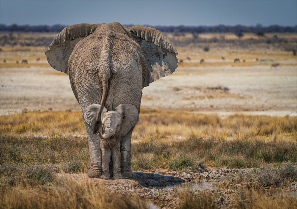 BabyElephant von Marcel Egger