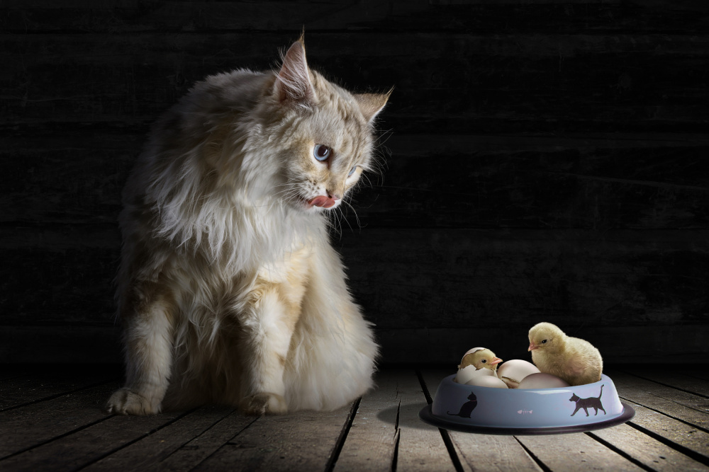 CatDinner von Marcel Egger