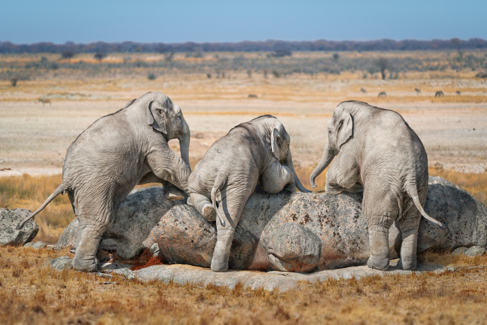 ThreeGuys von Marcel Egger