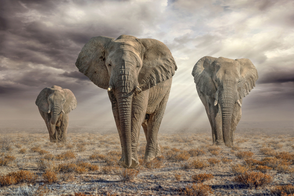 EtoshaElephants von Marcel Egger