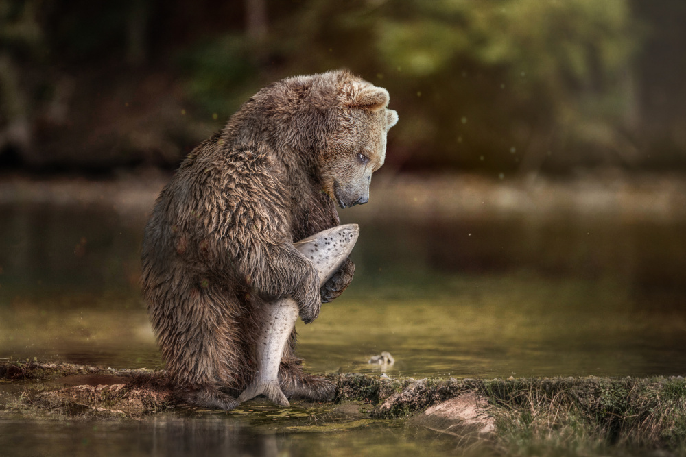 FishingBear von Marcel Egger