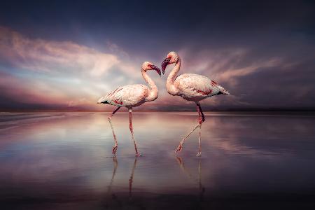 FlamingoLove