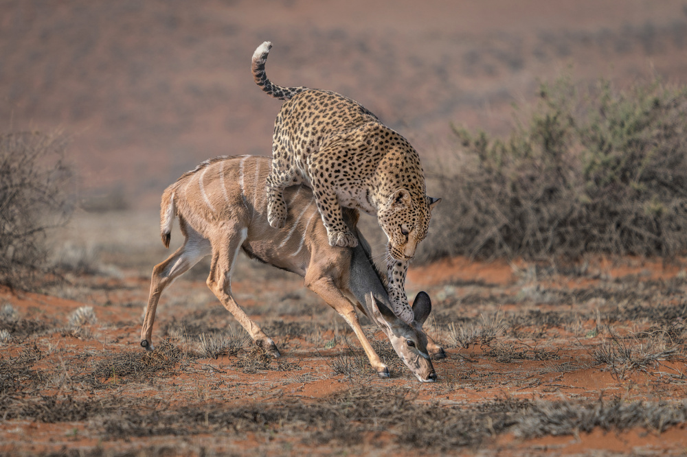 LeopardHunting von Marcel Egger