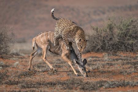 LeopardHunting