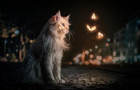 MagicCat