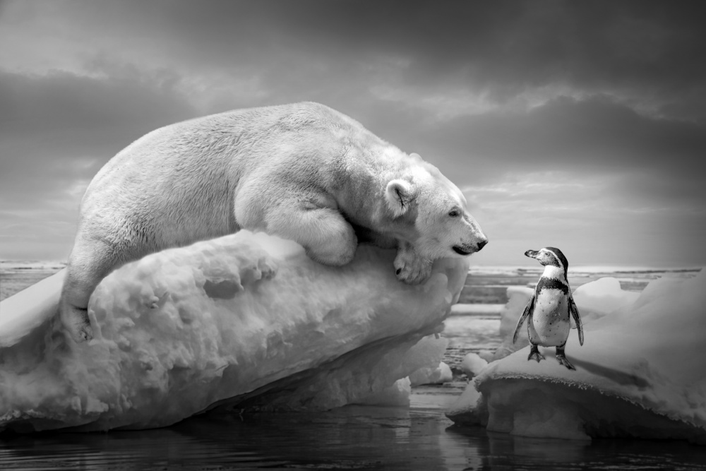 PolarFriends von Marcel Egger