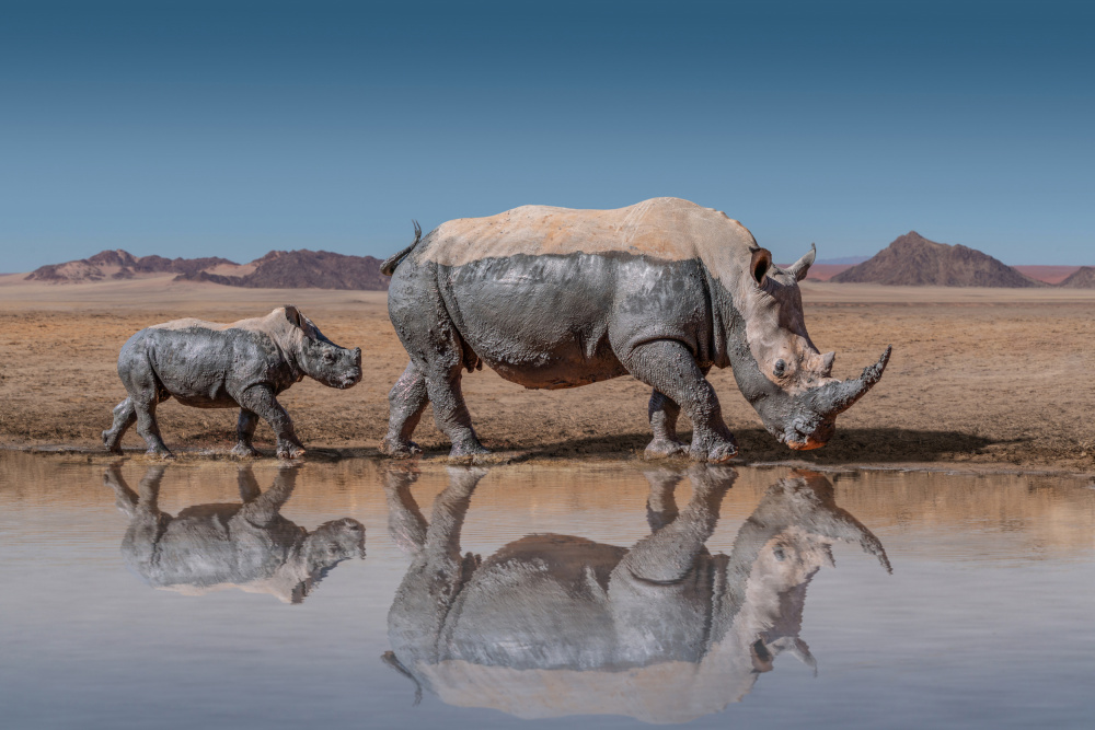 RhinosWalk von Marcel Egger