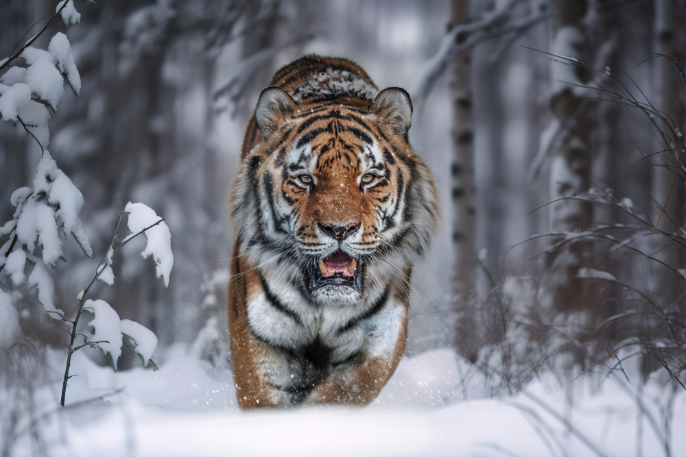 SnowTiger von Marcel Egger