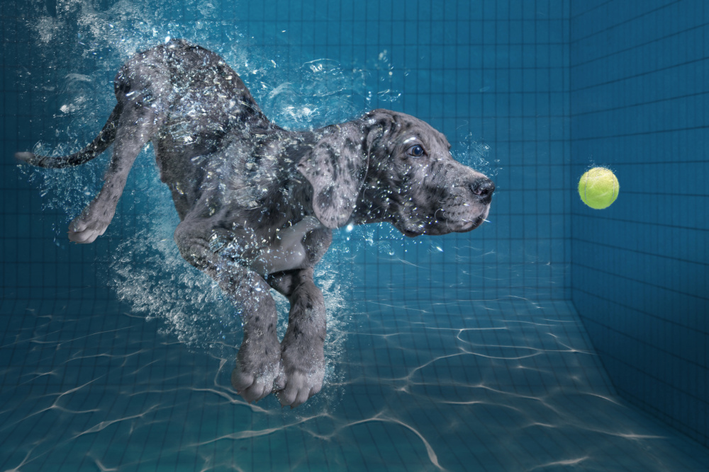 SplashDog von Marcel Egger