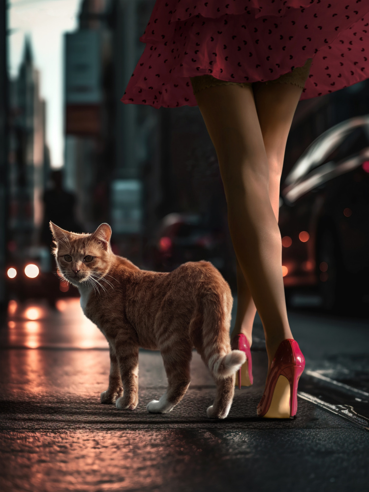 StreetCat von Marcel Egger