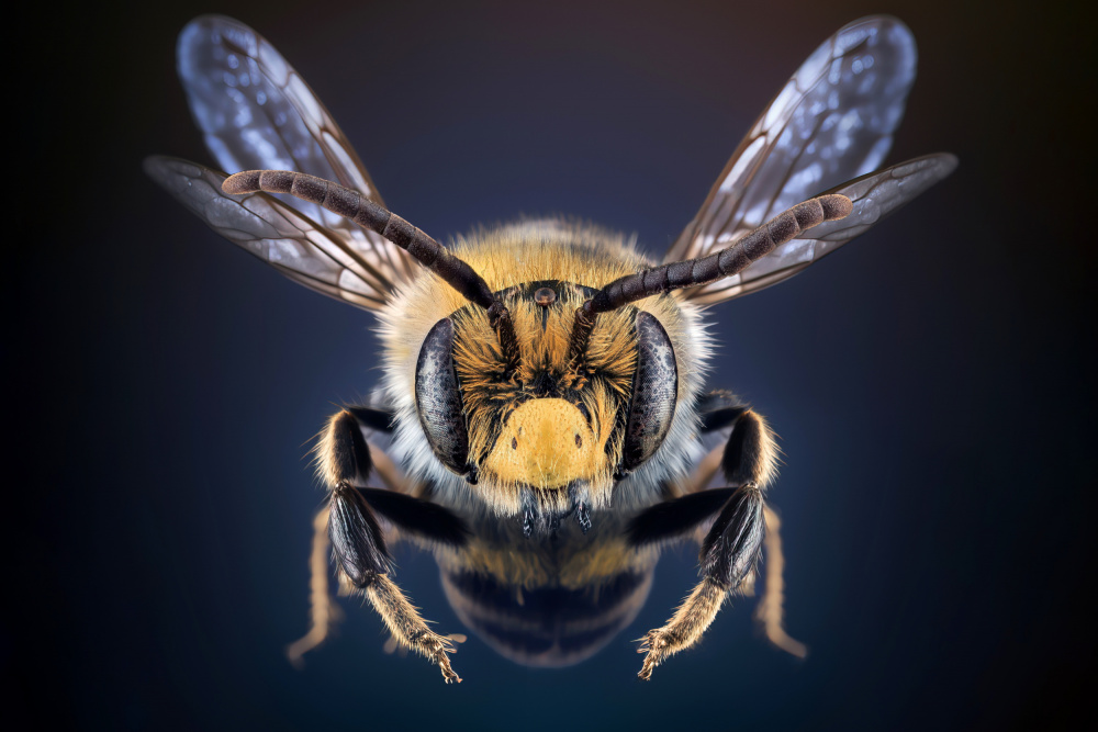 WildBee von Marcel Egger