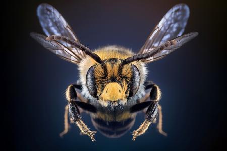 WildBee