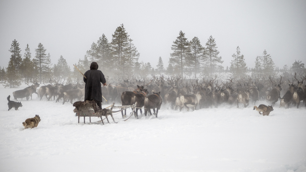 Arkadij drives a herd of reindeer von Marcel Rebro