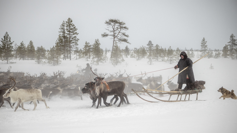 Arkadij and Kostya are riding the herd von Marcel Rebro