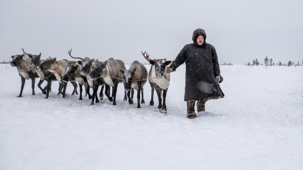 Arkadij and his reindeers von Marcel Rebro