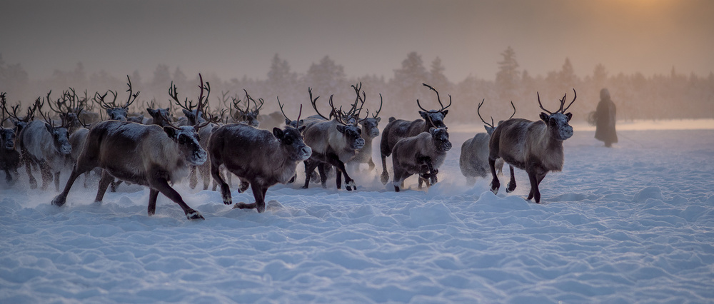 The herd von Marcel Rebro