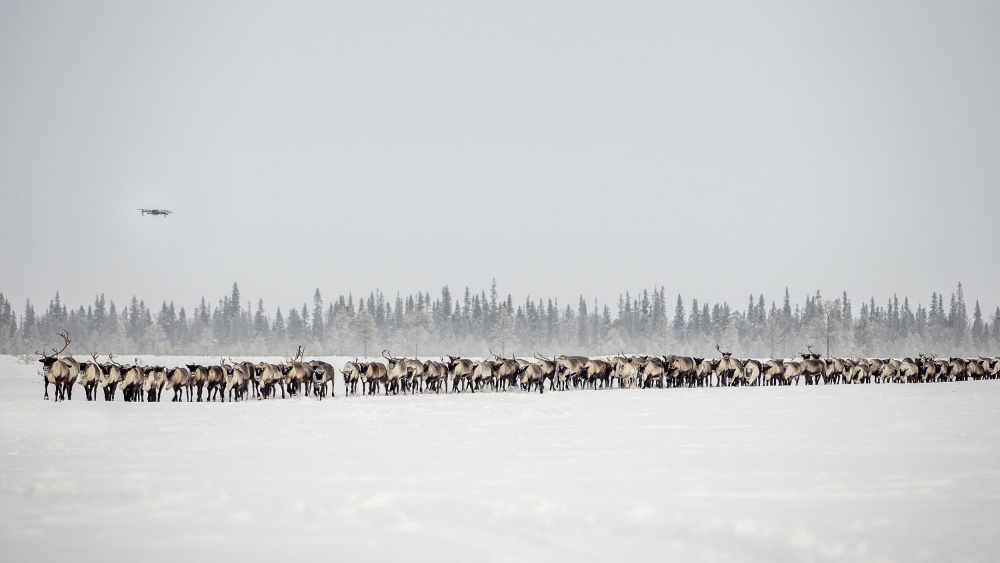 The herd leads ... drone ;-) von Marcel Rebro