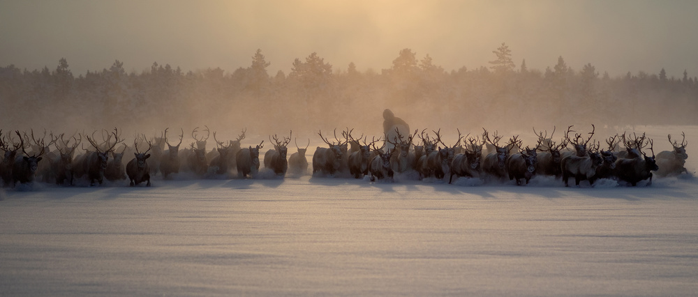 The herd II von Marcel Rebro