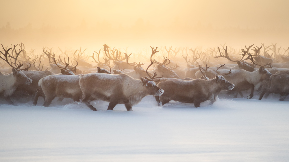 The herd III von Marcel Rebro