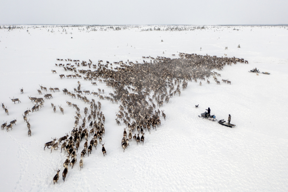 The herd on the move von Marcel Rebro