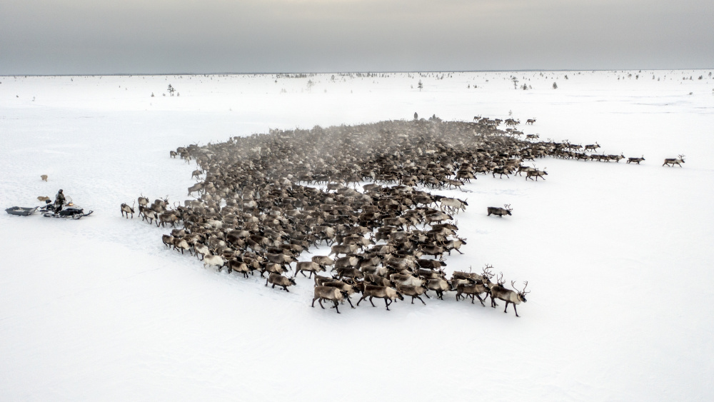 The herd on the move II von Marcel Rebro