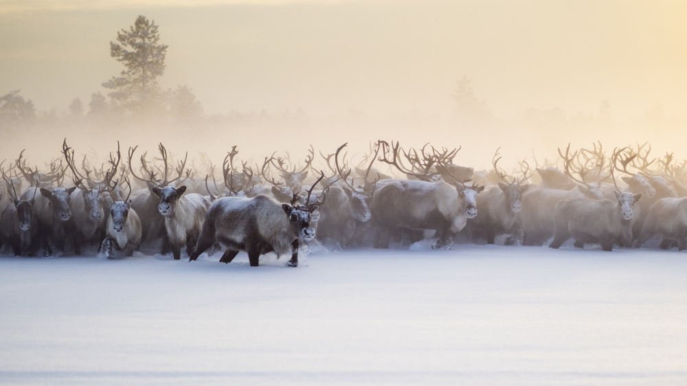 The herd is approaching von Marcel Rebro